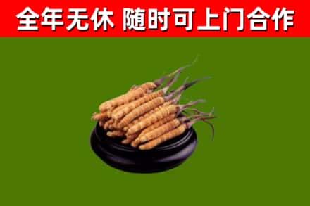 宁晋烟酒回收冬虫夏草.jpg